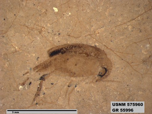 Insecta