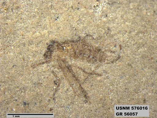 Insecta