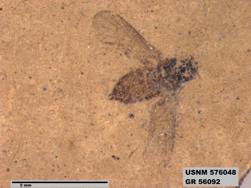 Insecta
