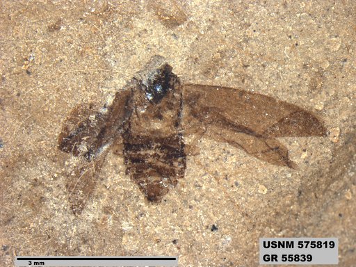 Genus sp