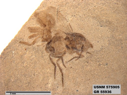 Insecta