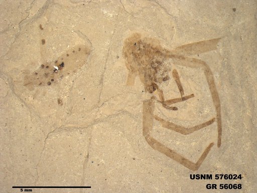 Genus sp