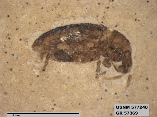 Genus sp
