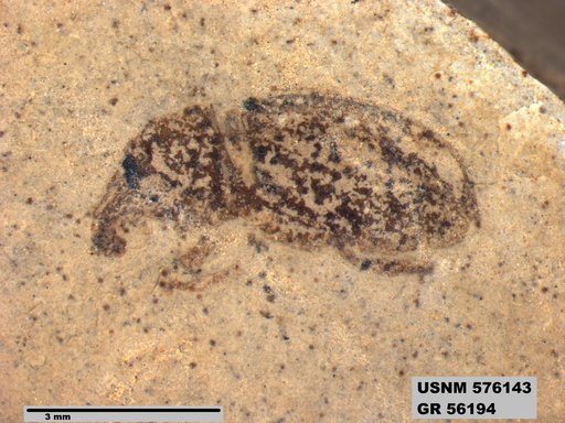 Insecta