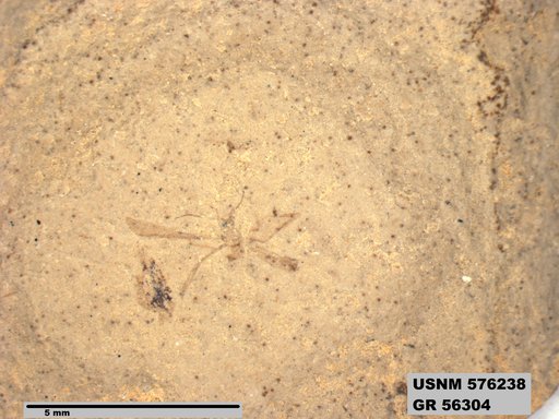 Insecta