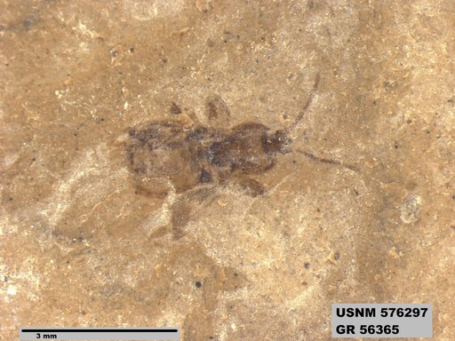 Genus sp
