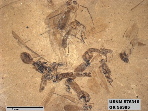 Insecta