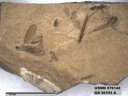 Insecta