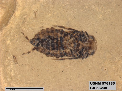 Insecta