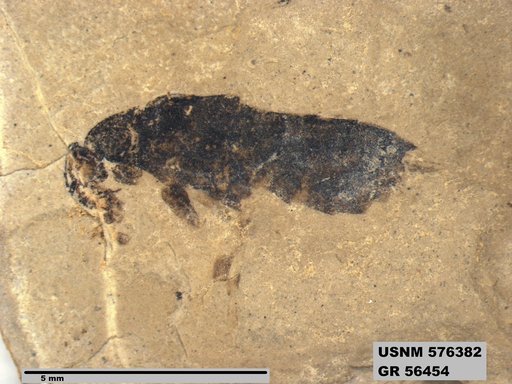 Insecta