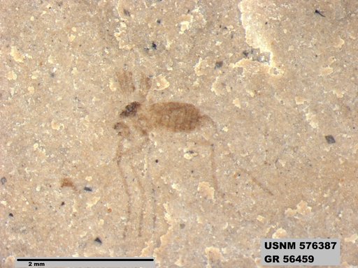 Insecta