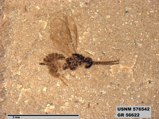 Insecta