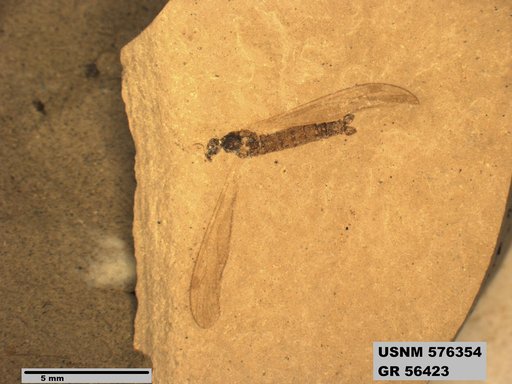 Insecta