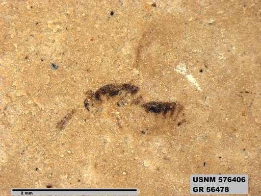 Insecta