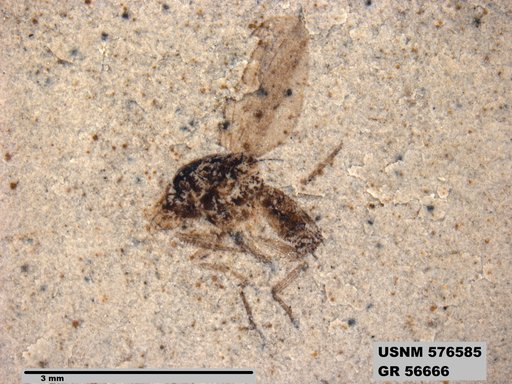Insecta