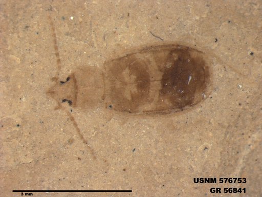 Insecta