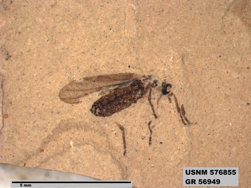Insecta