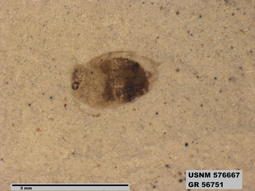 Insecta
