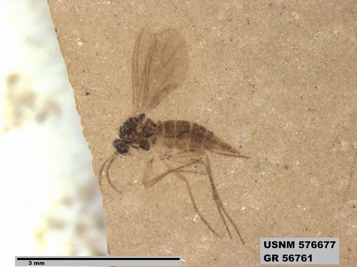 Insecta