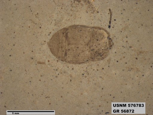 Insecta