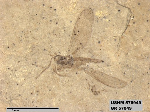 Insecta