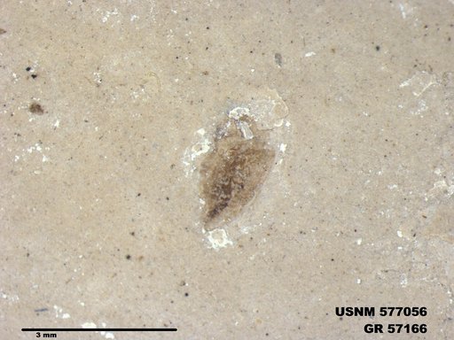 Insecta