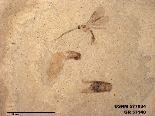 Insecta