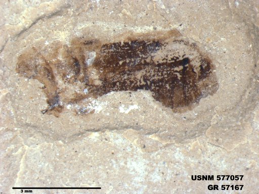 Insecta
