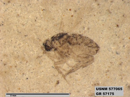 Insecta