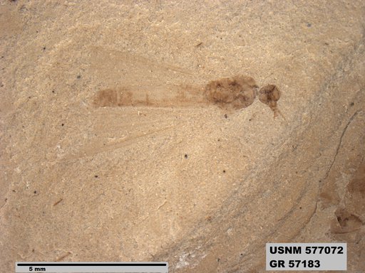 Insecta