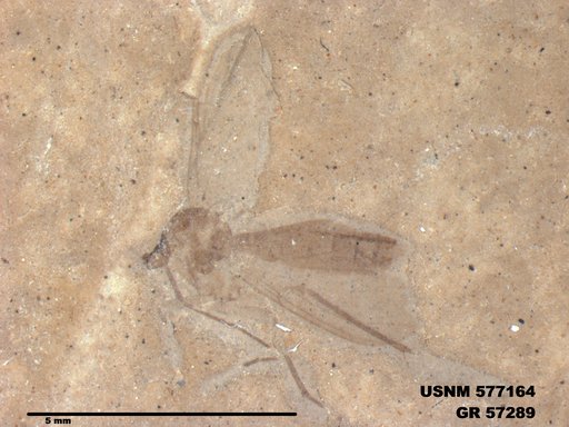 Insecta