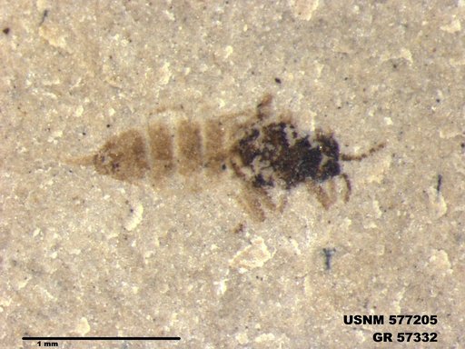 Insecta