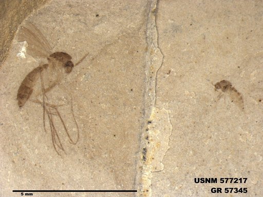 Insecta