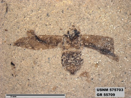 Genus sp