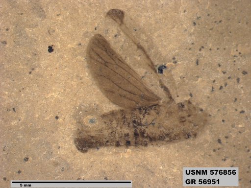 Genus sp