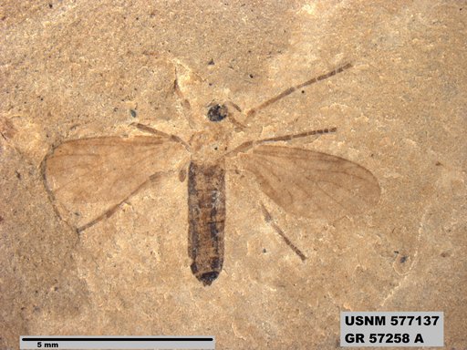 Insecta