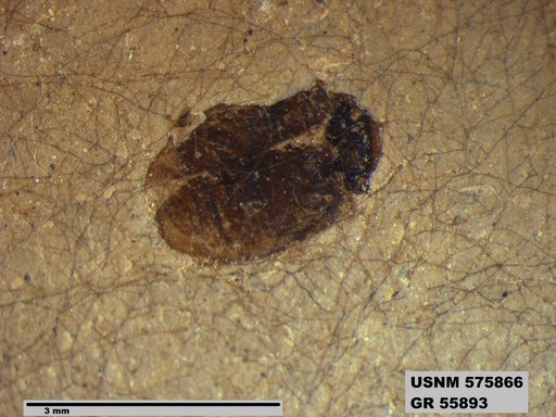 Insecta