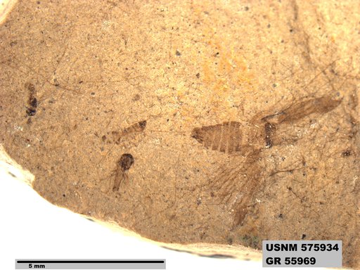 Genus sp