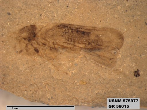 Insecta
