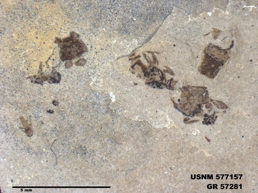 Insecta