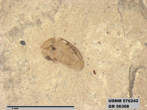 Insecta