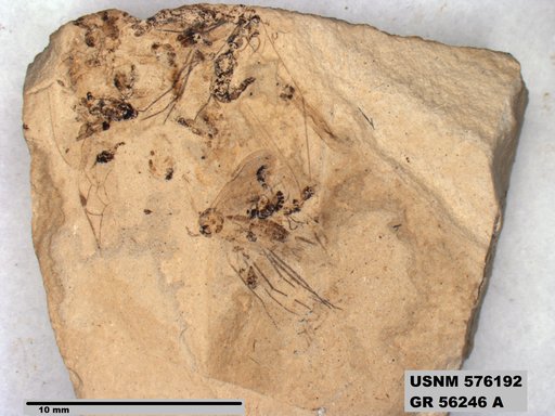 Genus sp