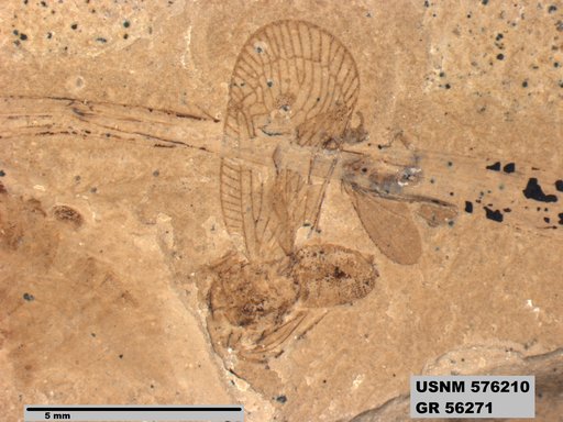 Genus sp