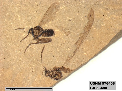 Insecta