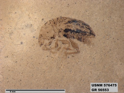 Insecta