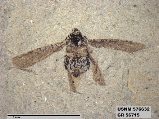 Genus sp