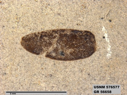 Insecta
