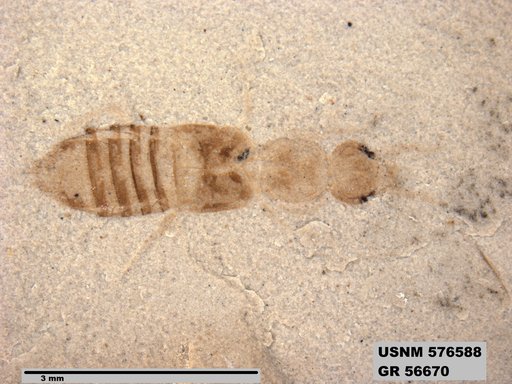 Genus sp