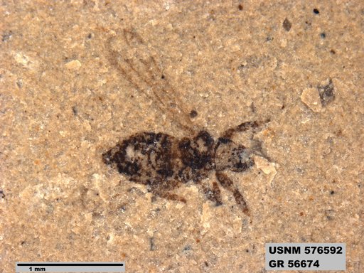 Insecta