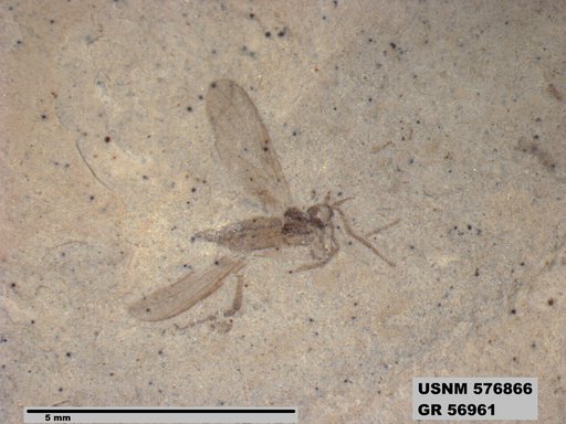 Insecta